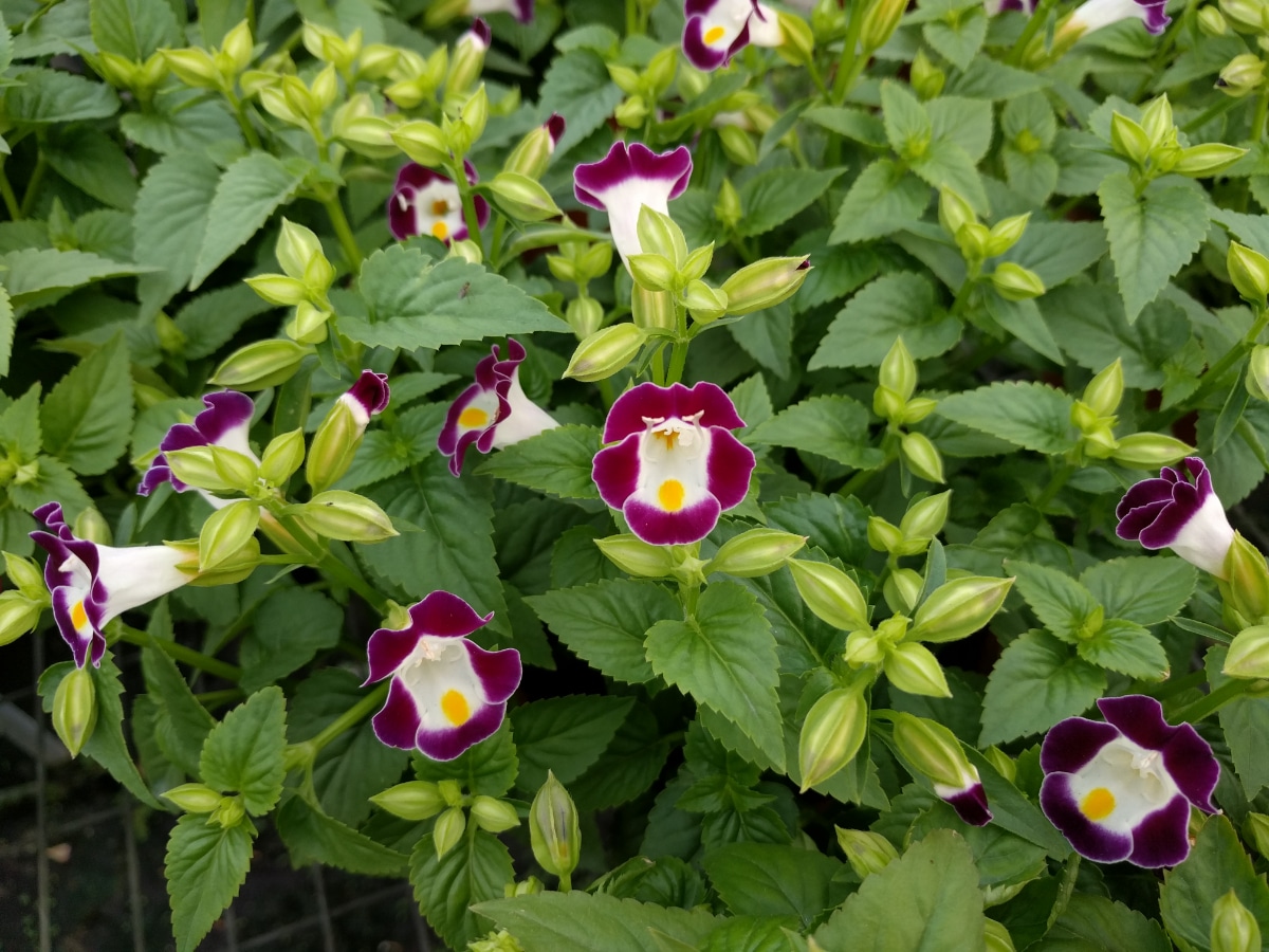 Torenia