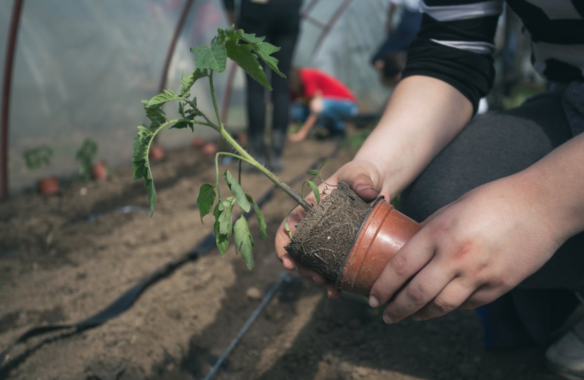 Transplanting Tomatoes