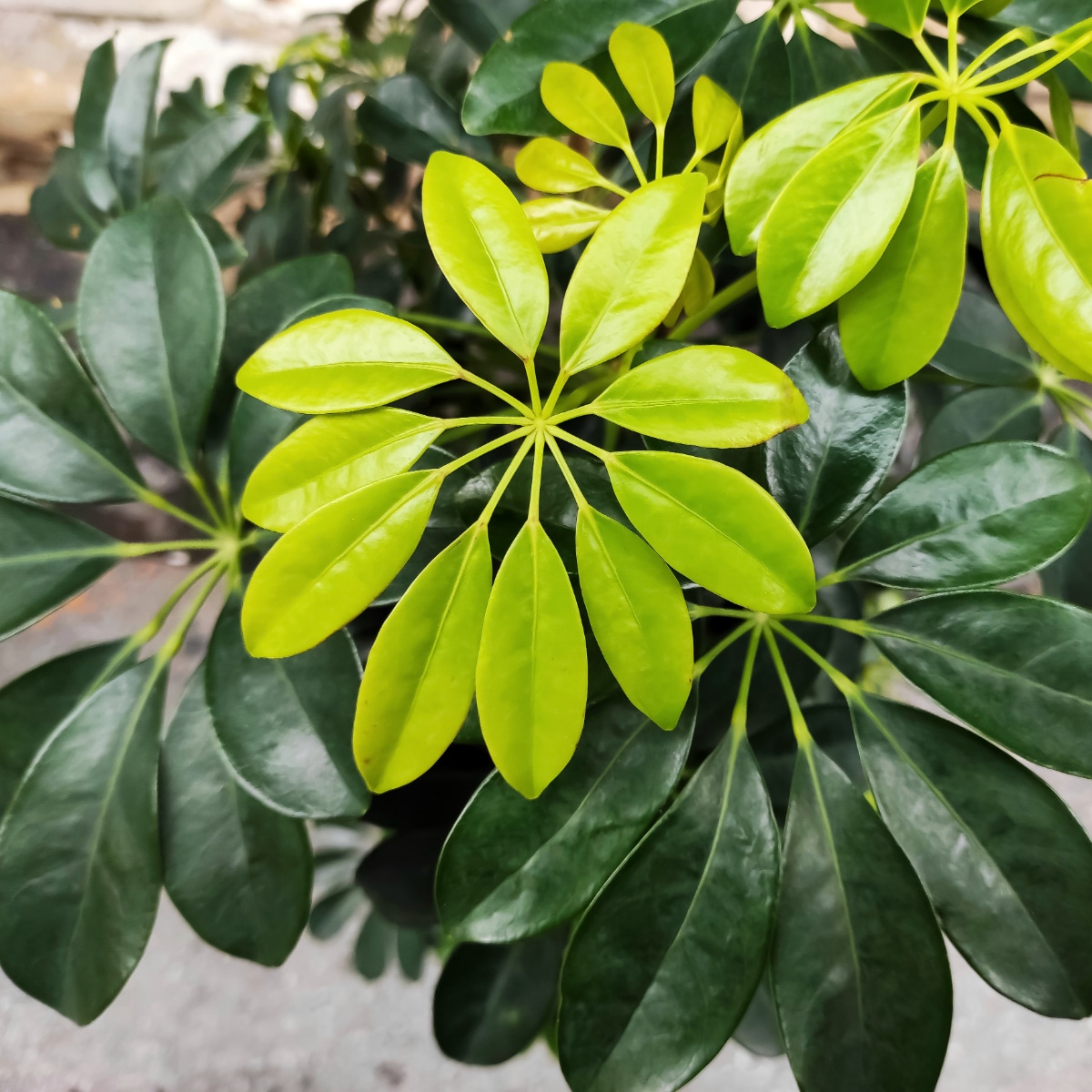 Umbrella Plants