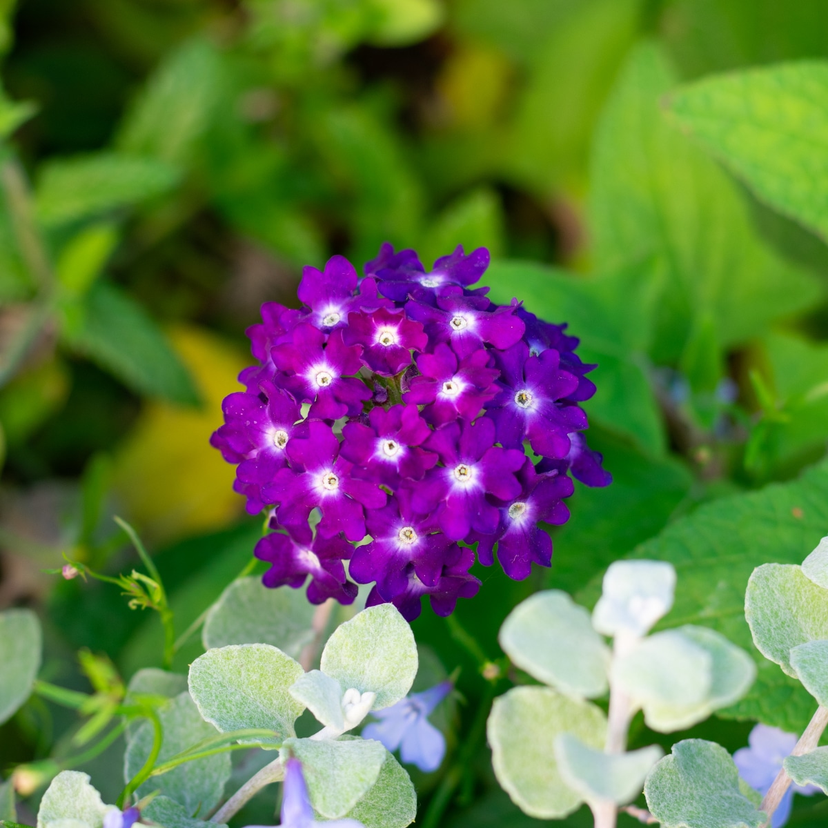 Verbena