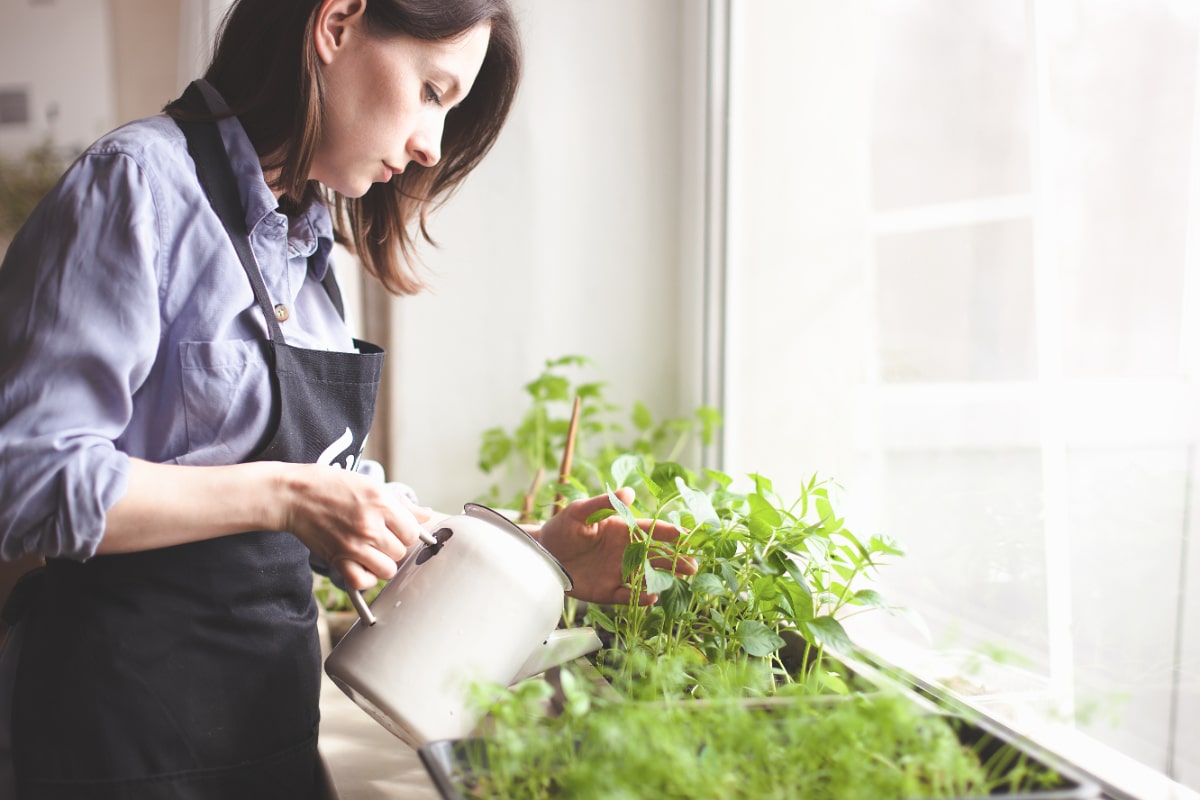 Watering Herbs