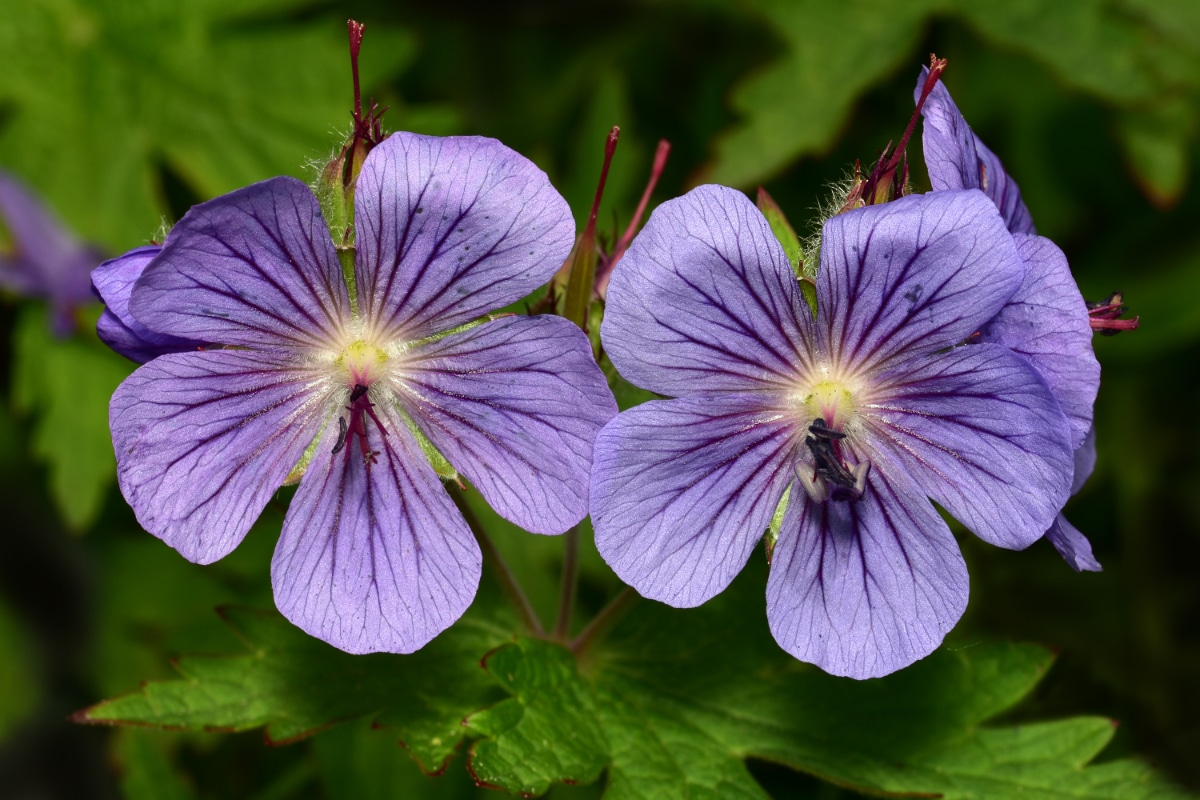 Wild Geranium