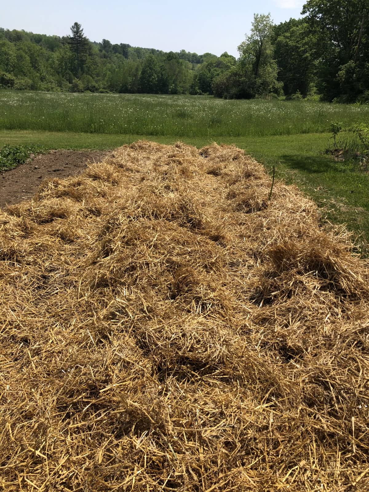 asparagus bed mulched with straw