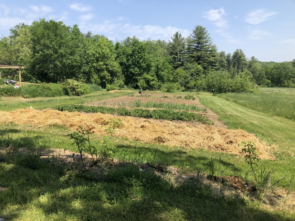asparagus bed with straw