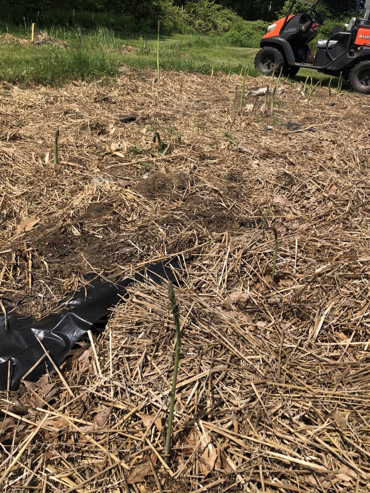 asparagus bed waking up in spring