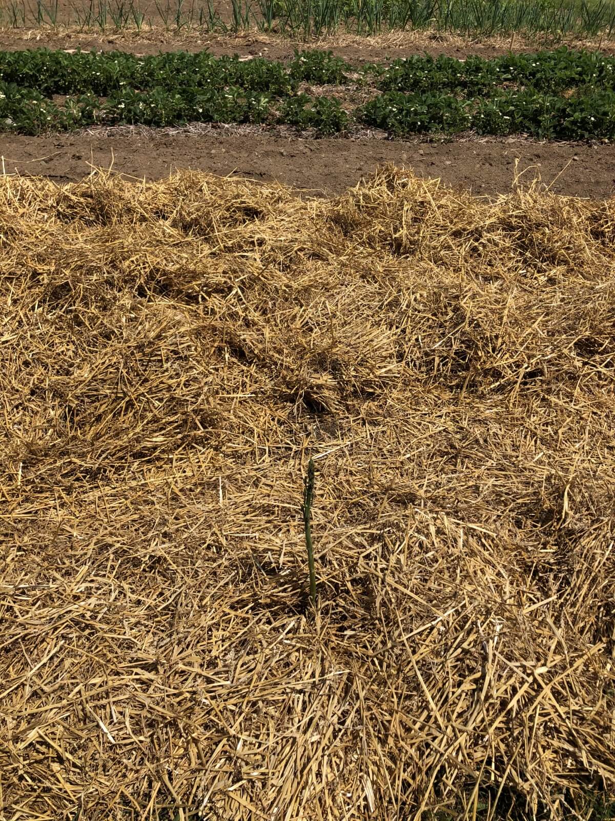 new asparagus growth