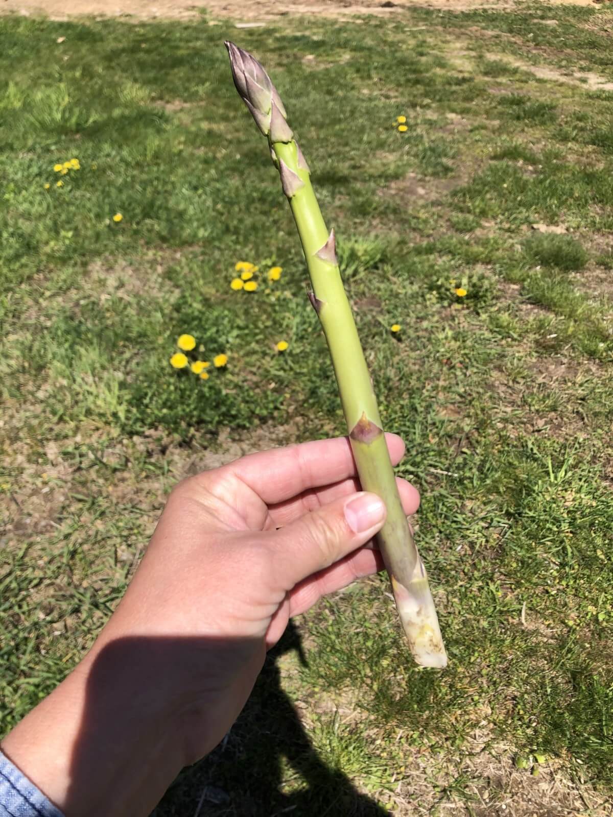 fresh asparagus in hand