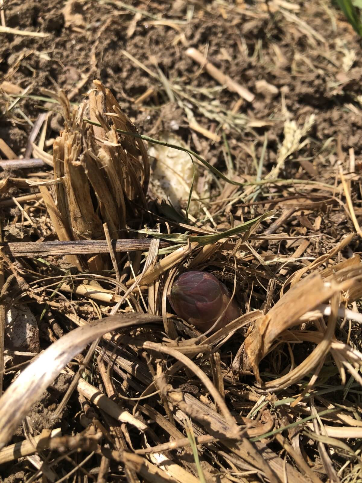 asparagus spear breaking the surface of the ground