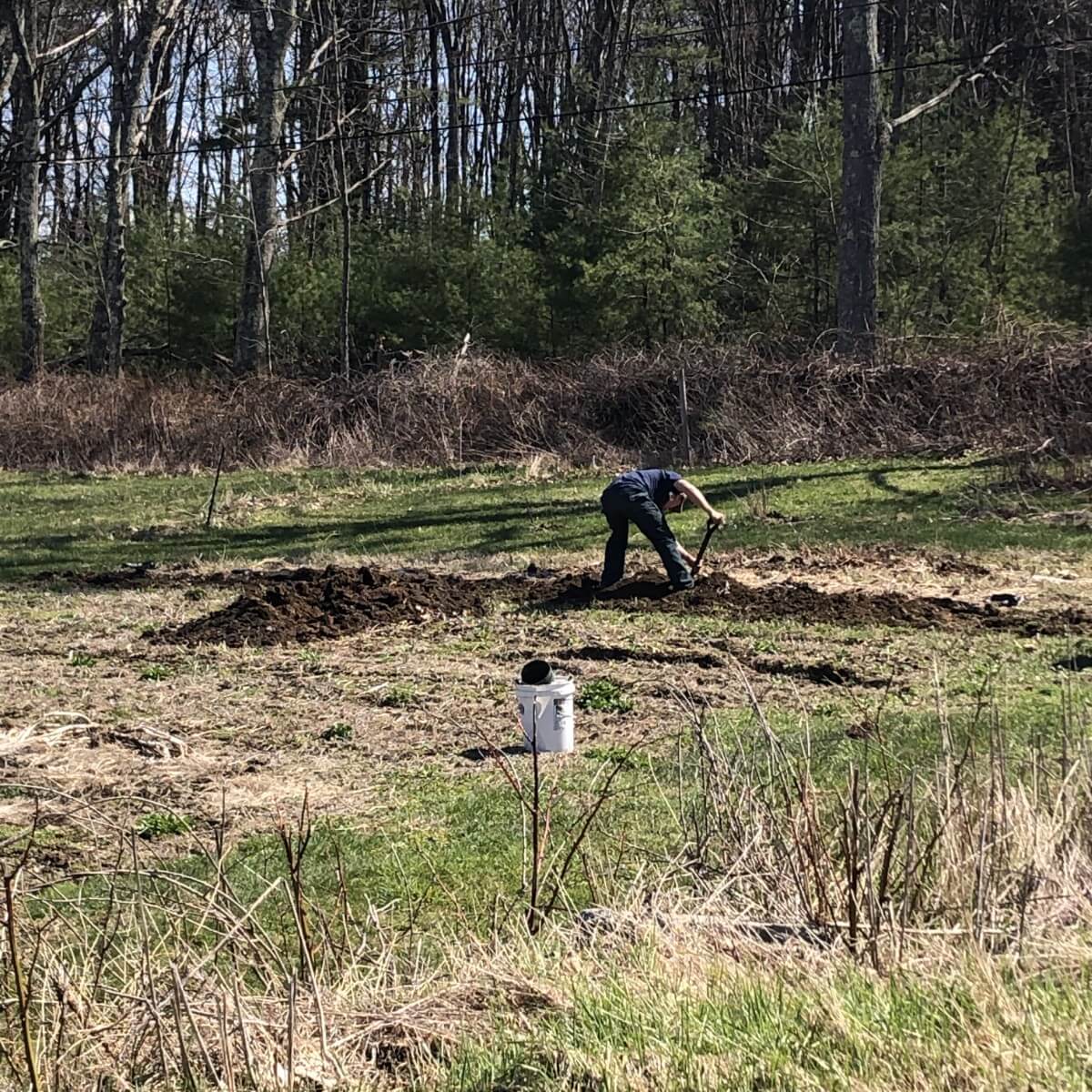 preparing new asparagus bed