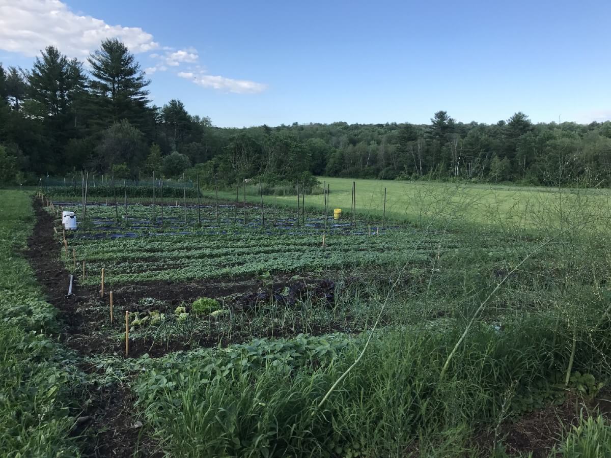 asparagus ferns