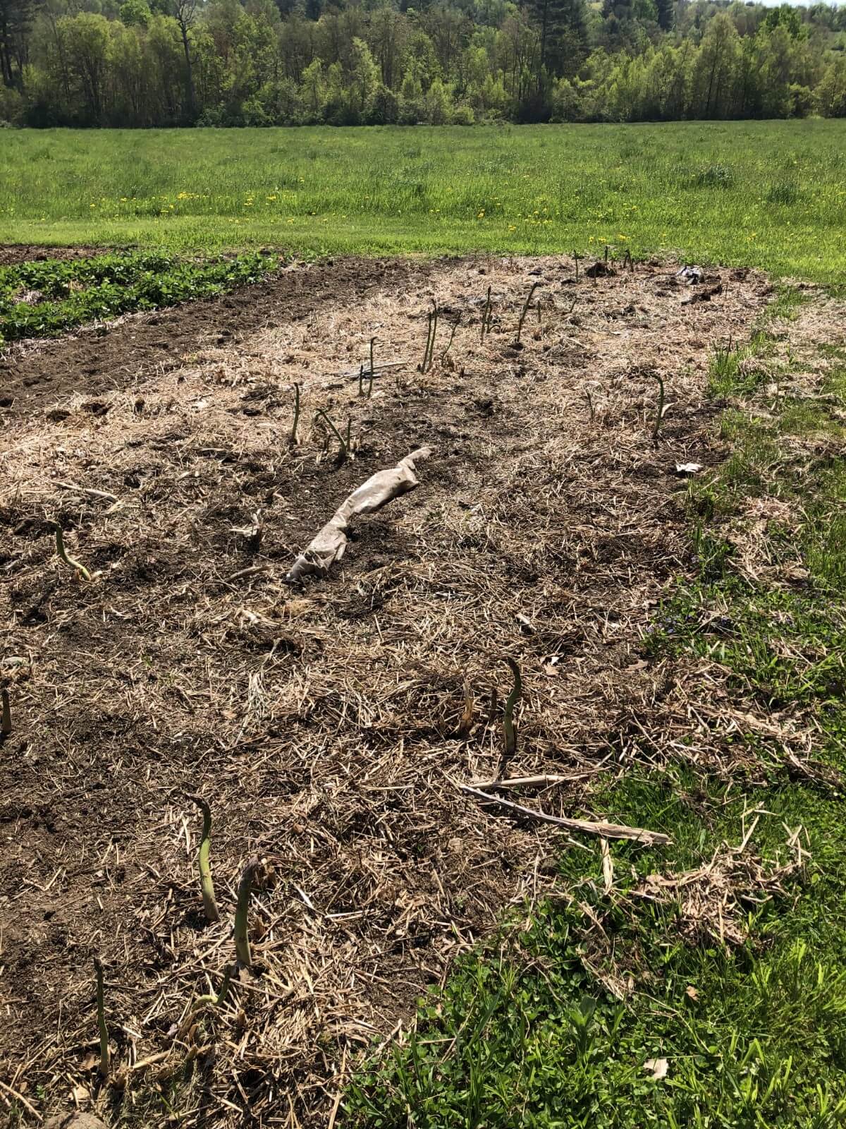 asparagus with growing spears ready to pick