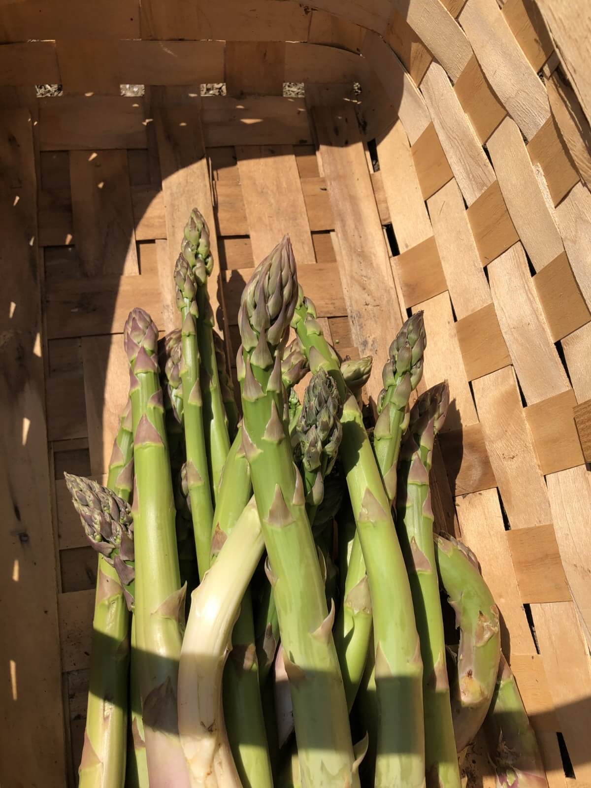 fresh asparagus in basket