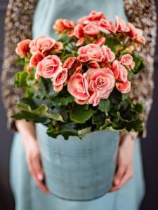 Begonias