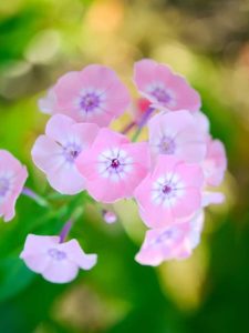 Garden Phlox