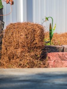 Pine Needle Covering Plants