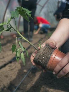 Transplanting Tomatoes