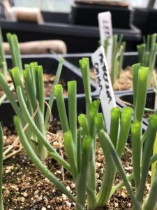 trimmed onion starts