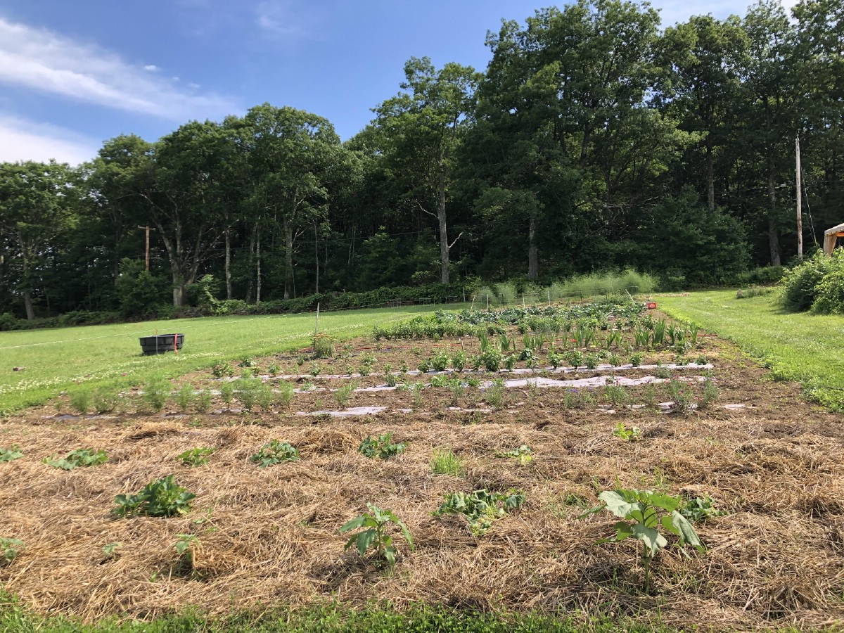 garden and flower rows with mulch paper