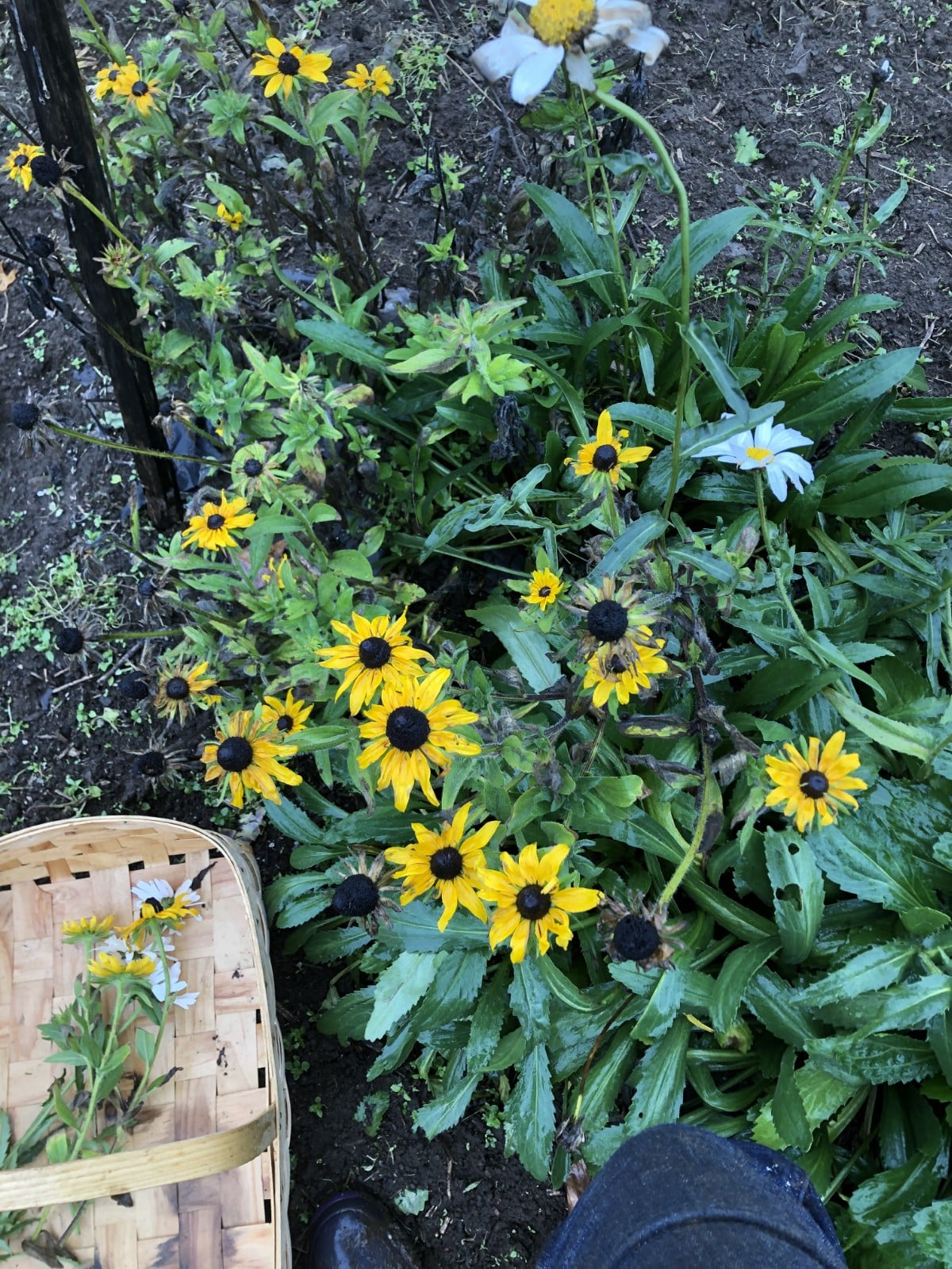 Black eyed susans and daisies planted for cut flowers