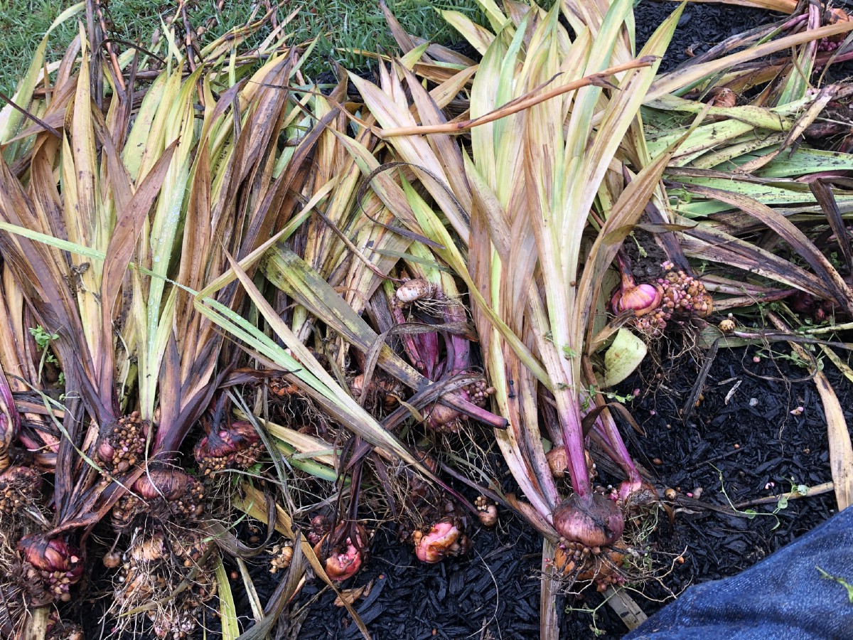 dug gladiola bulbs