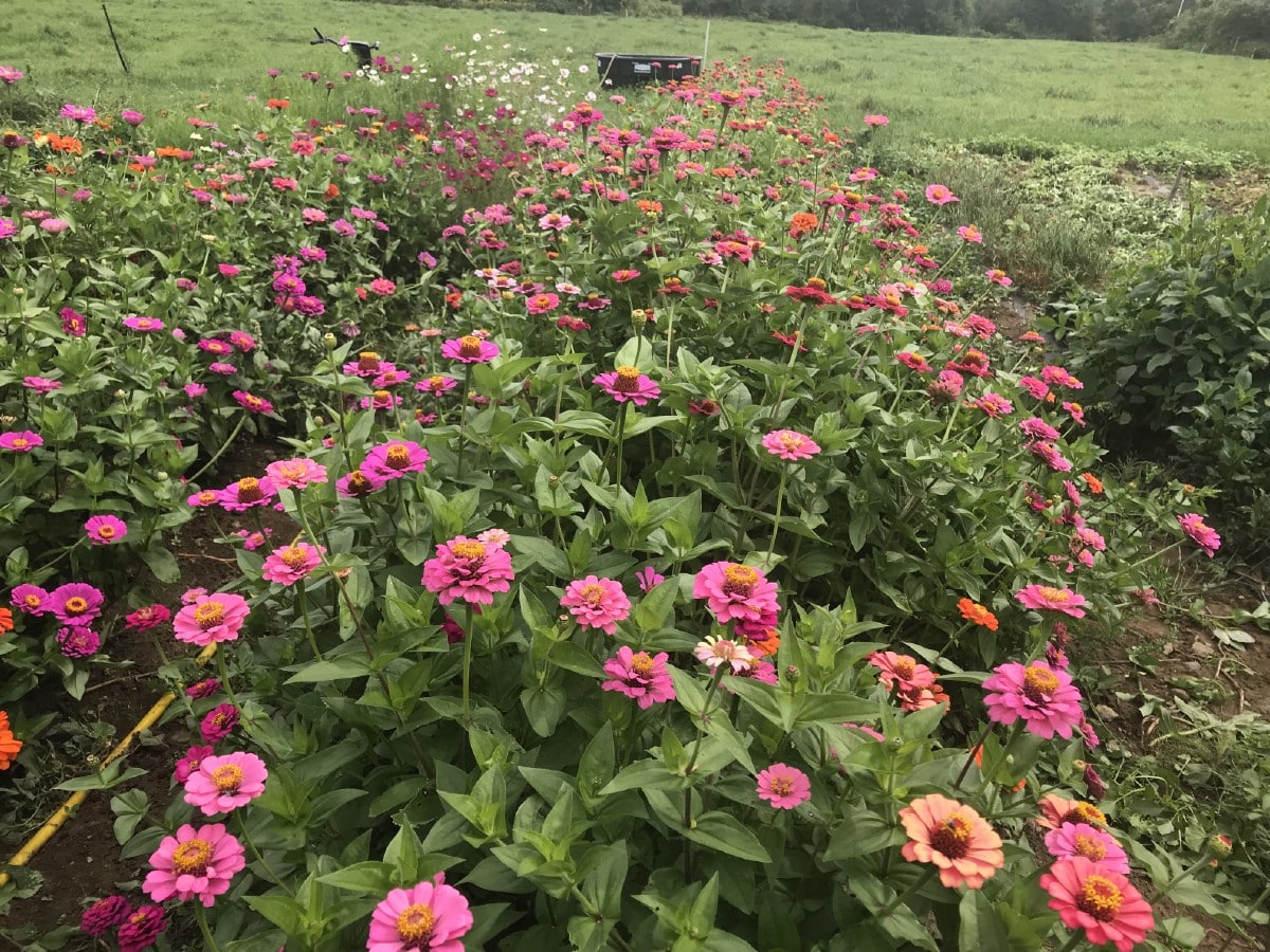 zinnias in vegetable garden