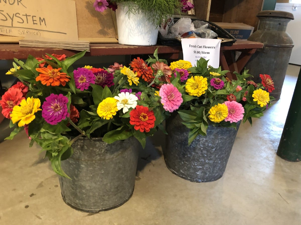 cut flowers zinnias in metal bucket