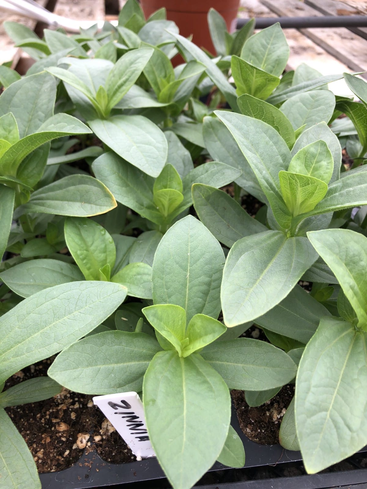 zinnia transplants