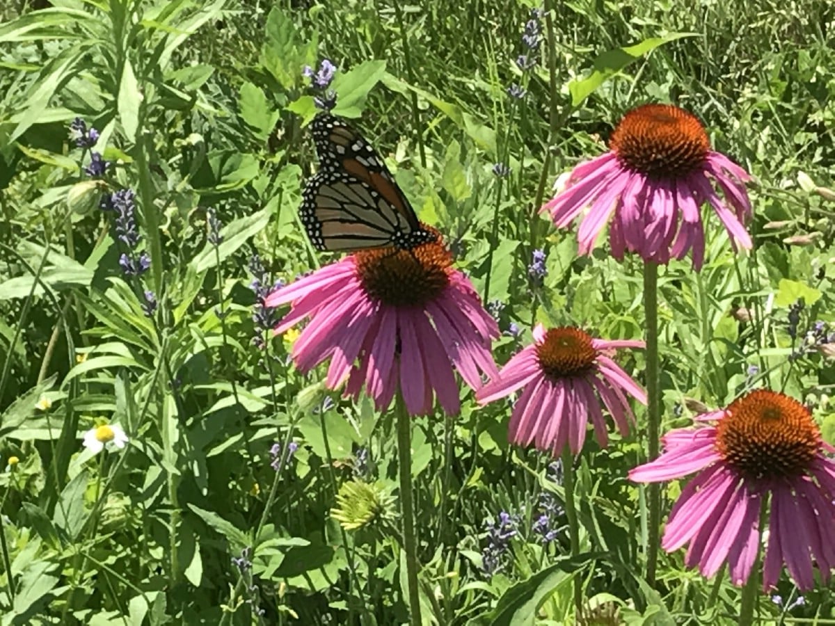 butterfly on echinacea