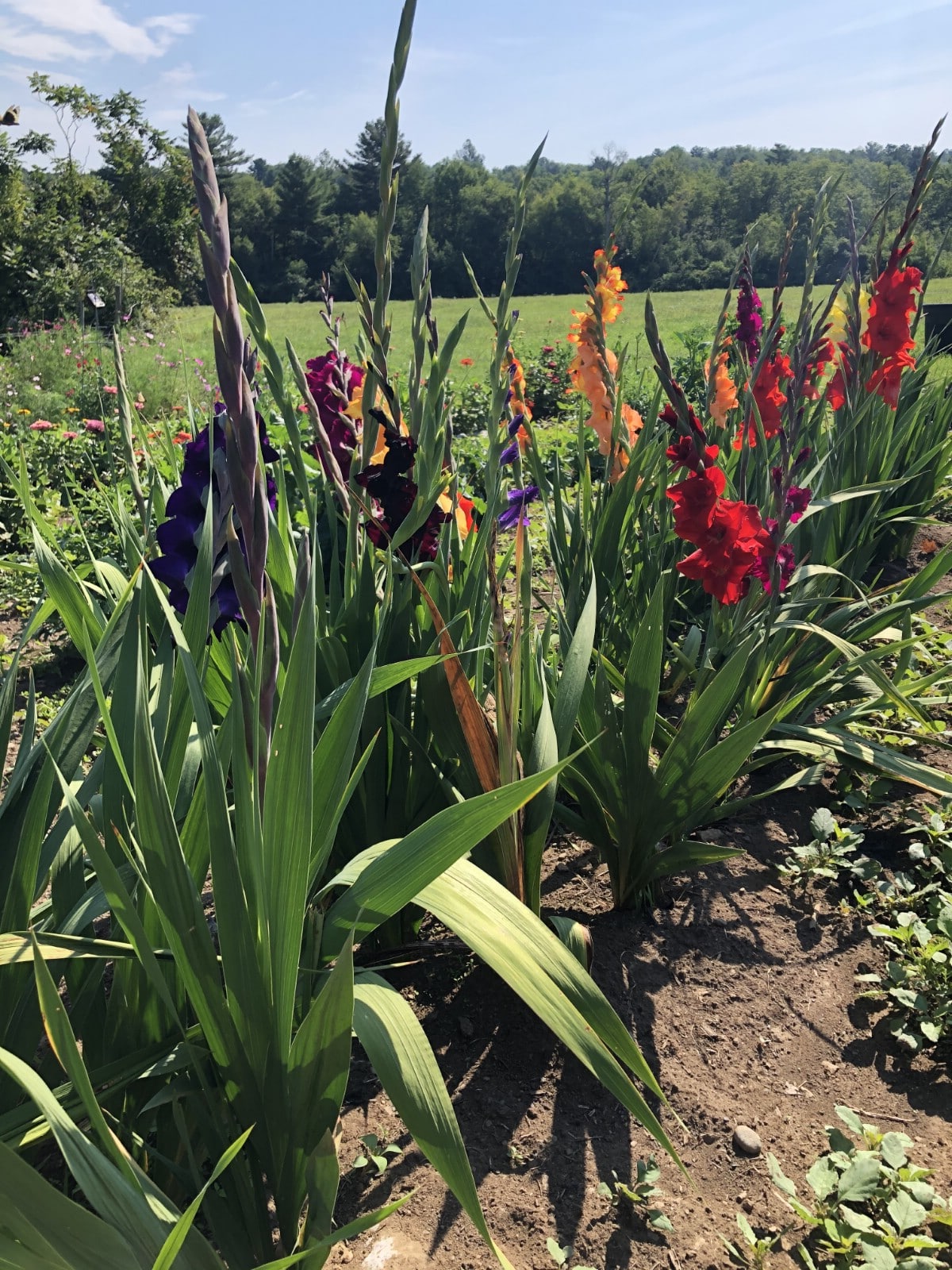 row of gladiolas in vegetable garden