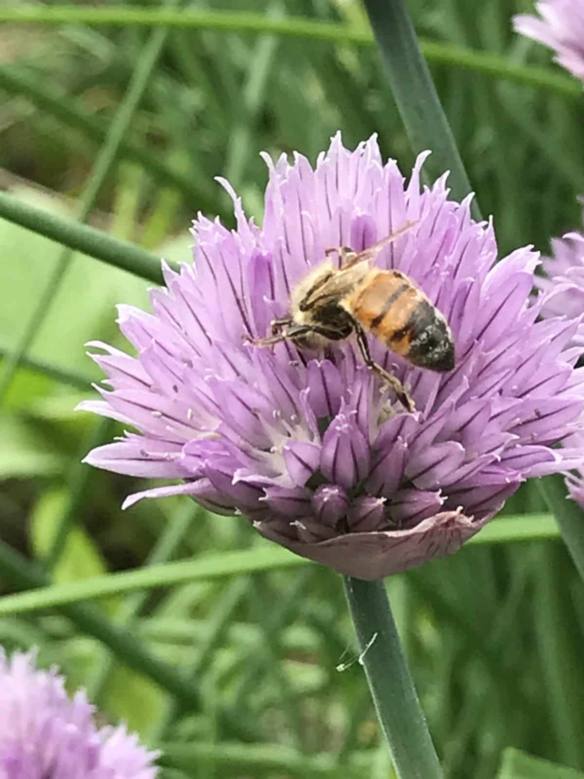 honeybee on chive blossom