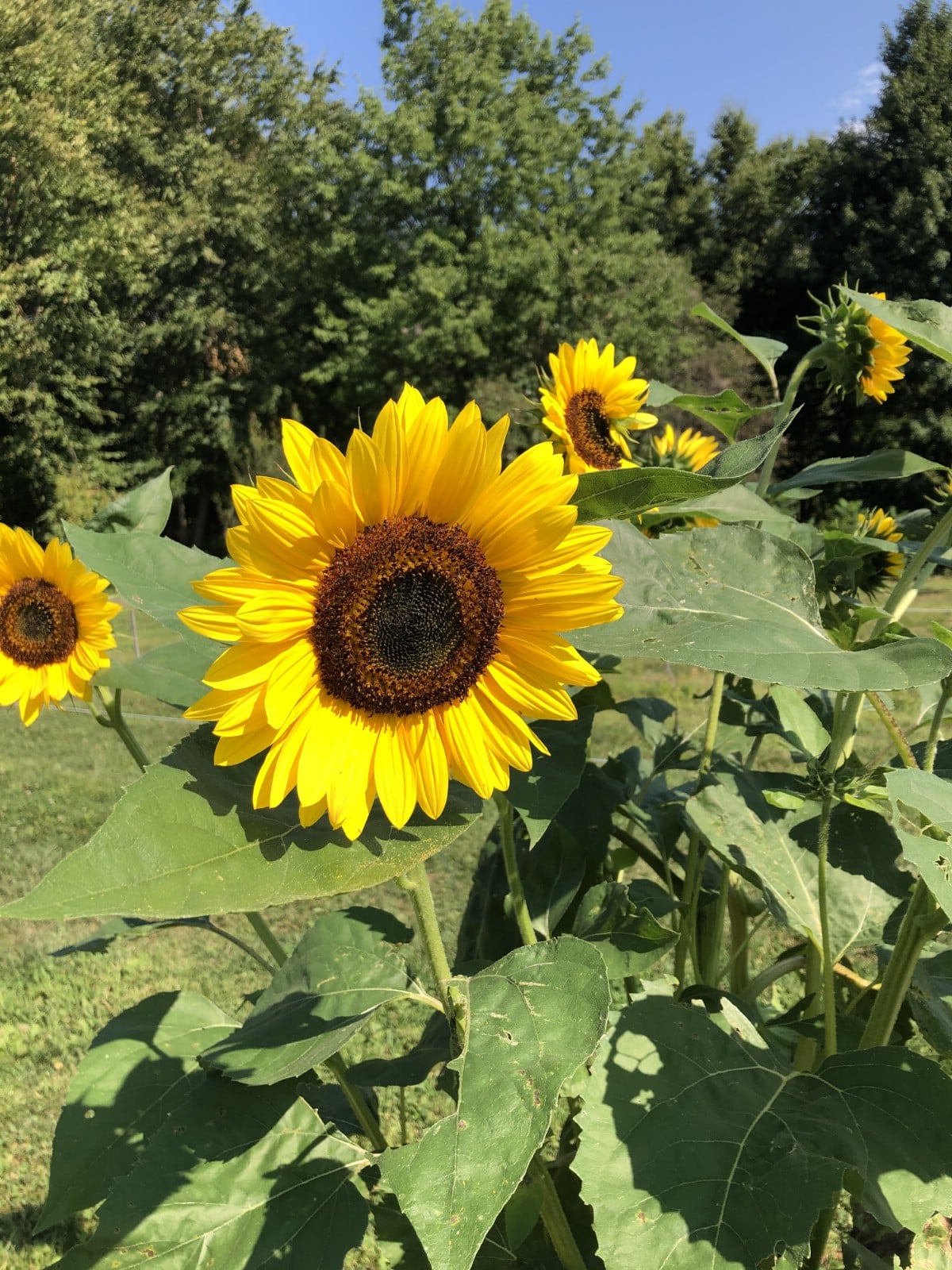 sunflowers in the garden