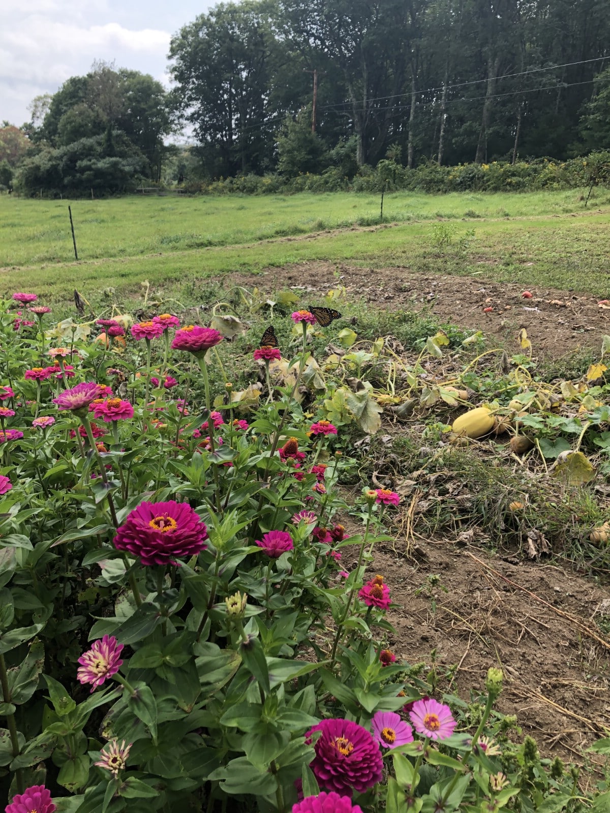 row of cut flowers next to squash