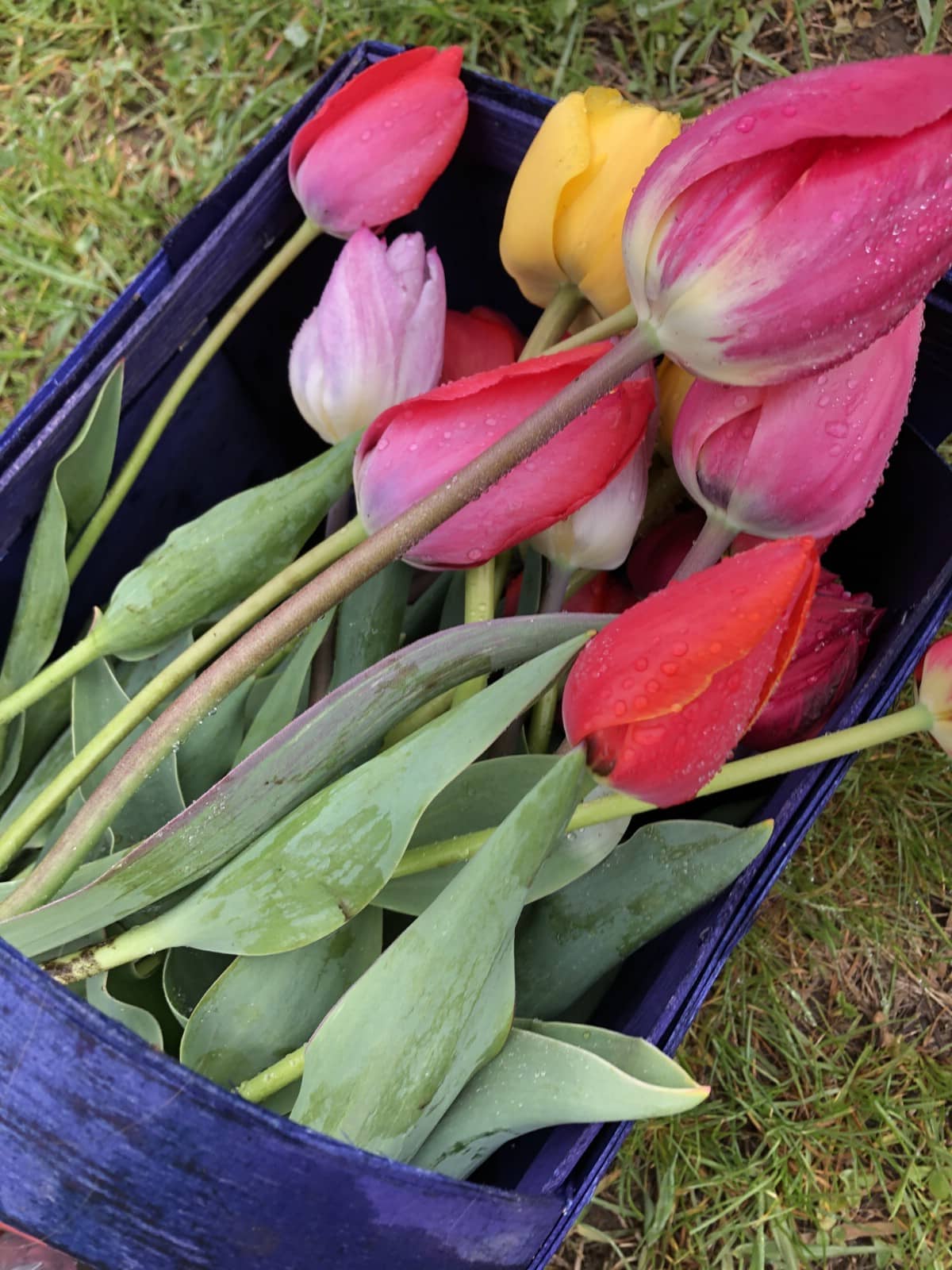 colorful tulips in harvest basket