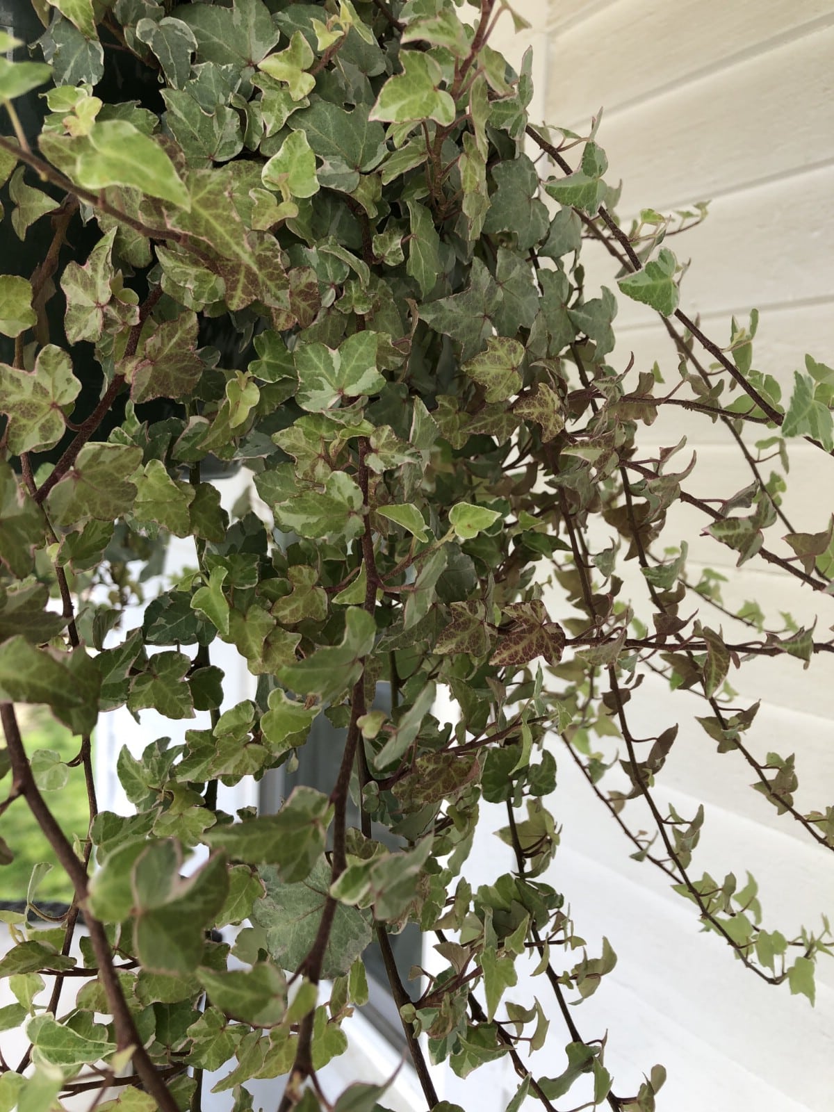 long trailing ivy plant