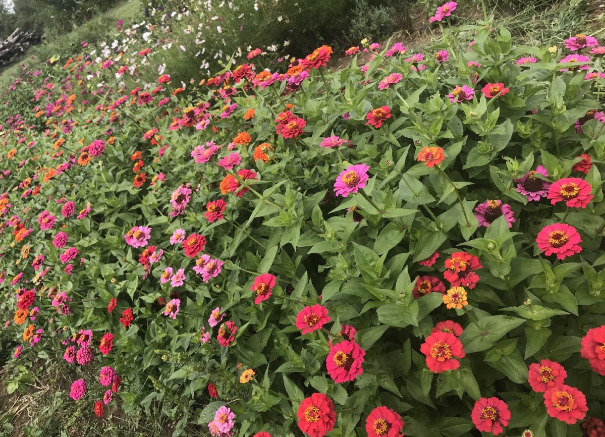 zinnias in a cut flower garden