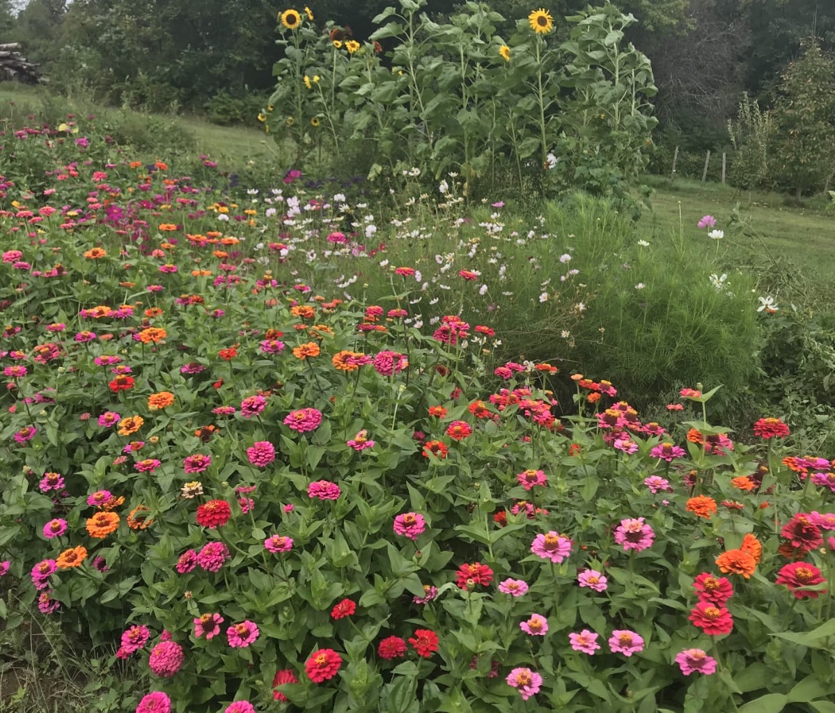 cut flowers in vegetable garden