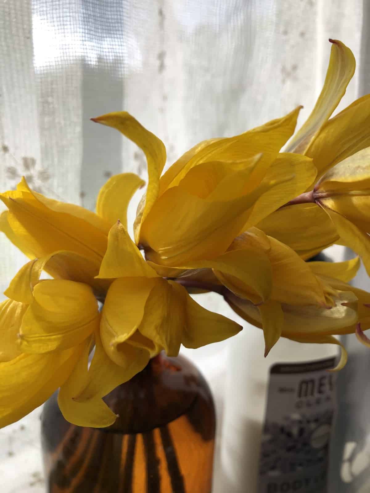 spring daffodils in vase