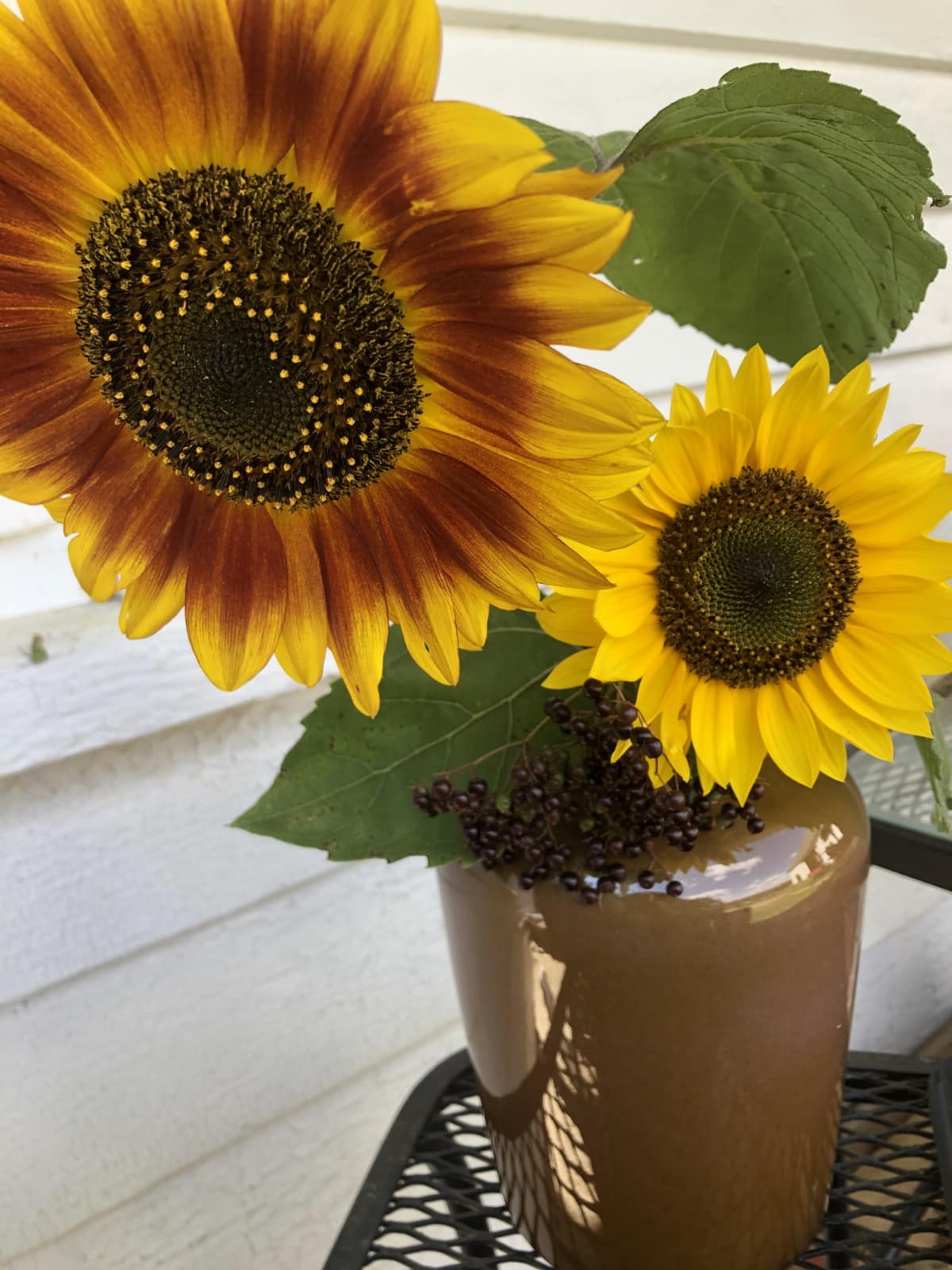 autumn colored sunflowers