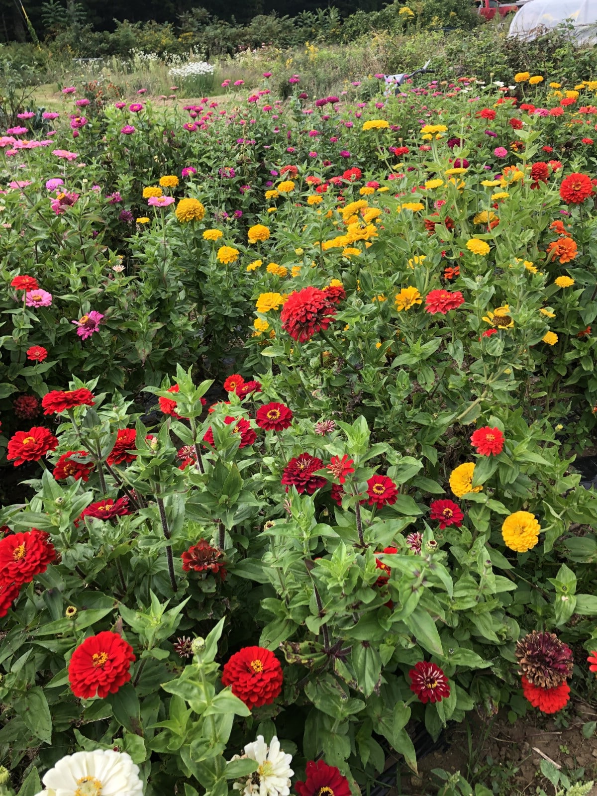 cut flowers in a kitchen garden