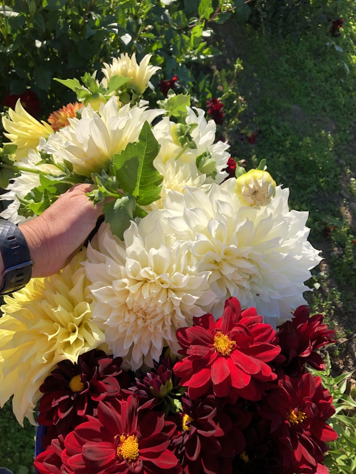 dahlias in harvest basket