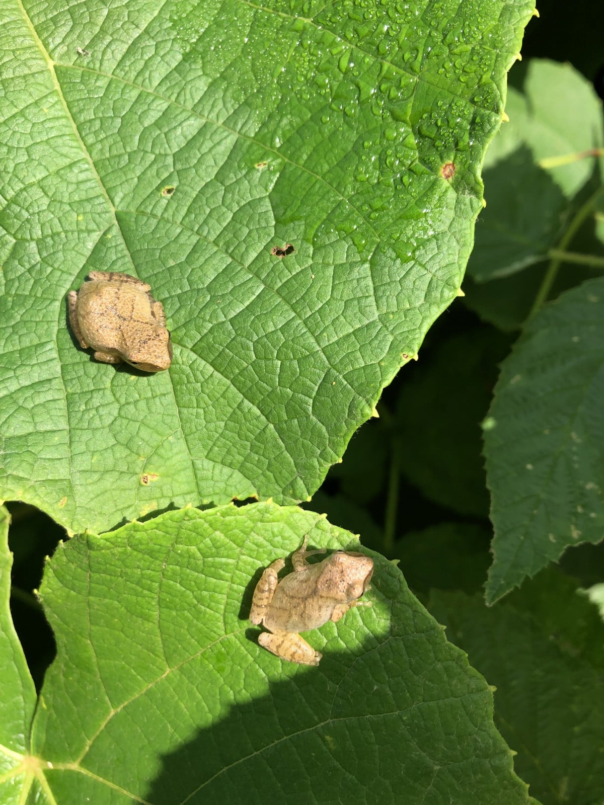 peeper frogs on leaves