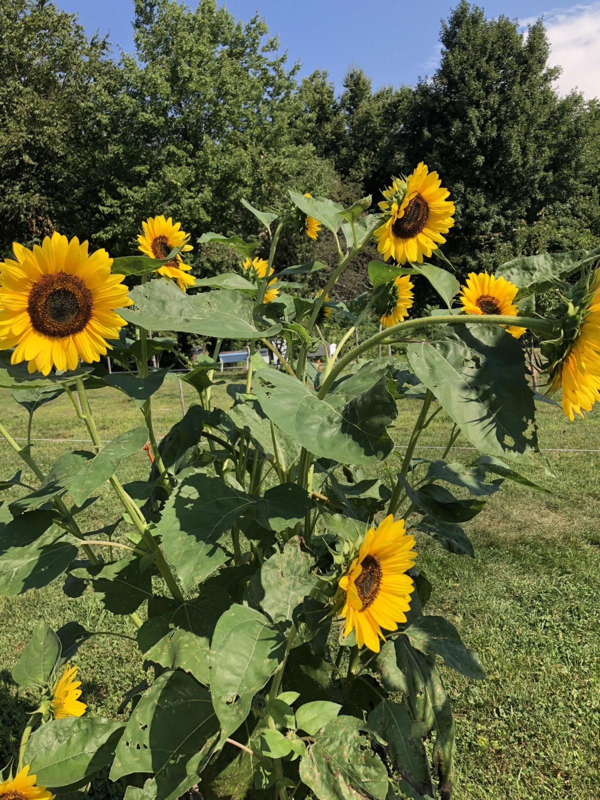 summer sunflowers in a row