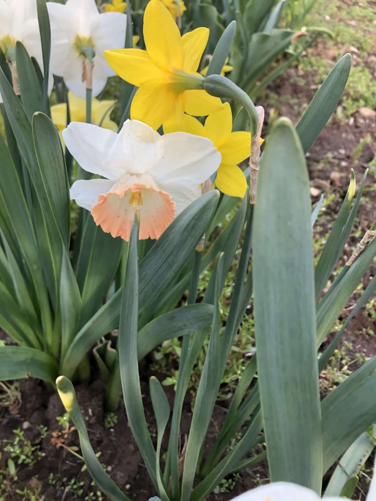 white and pink and yellow daffodils in vegetable garden