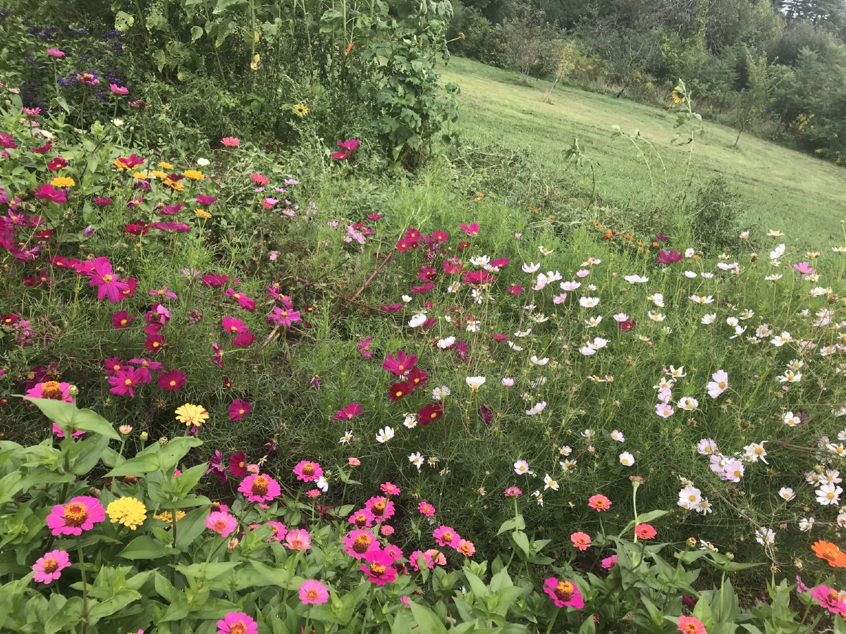 cosmos in a kitchen garden