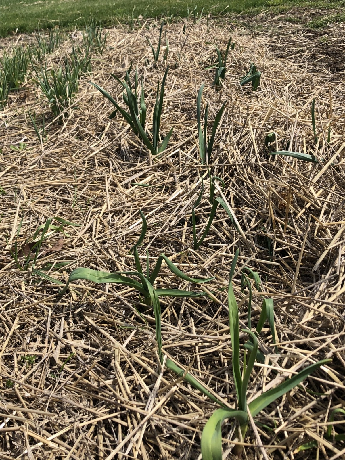 Garlic growing in straw