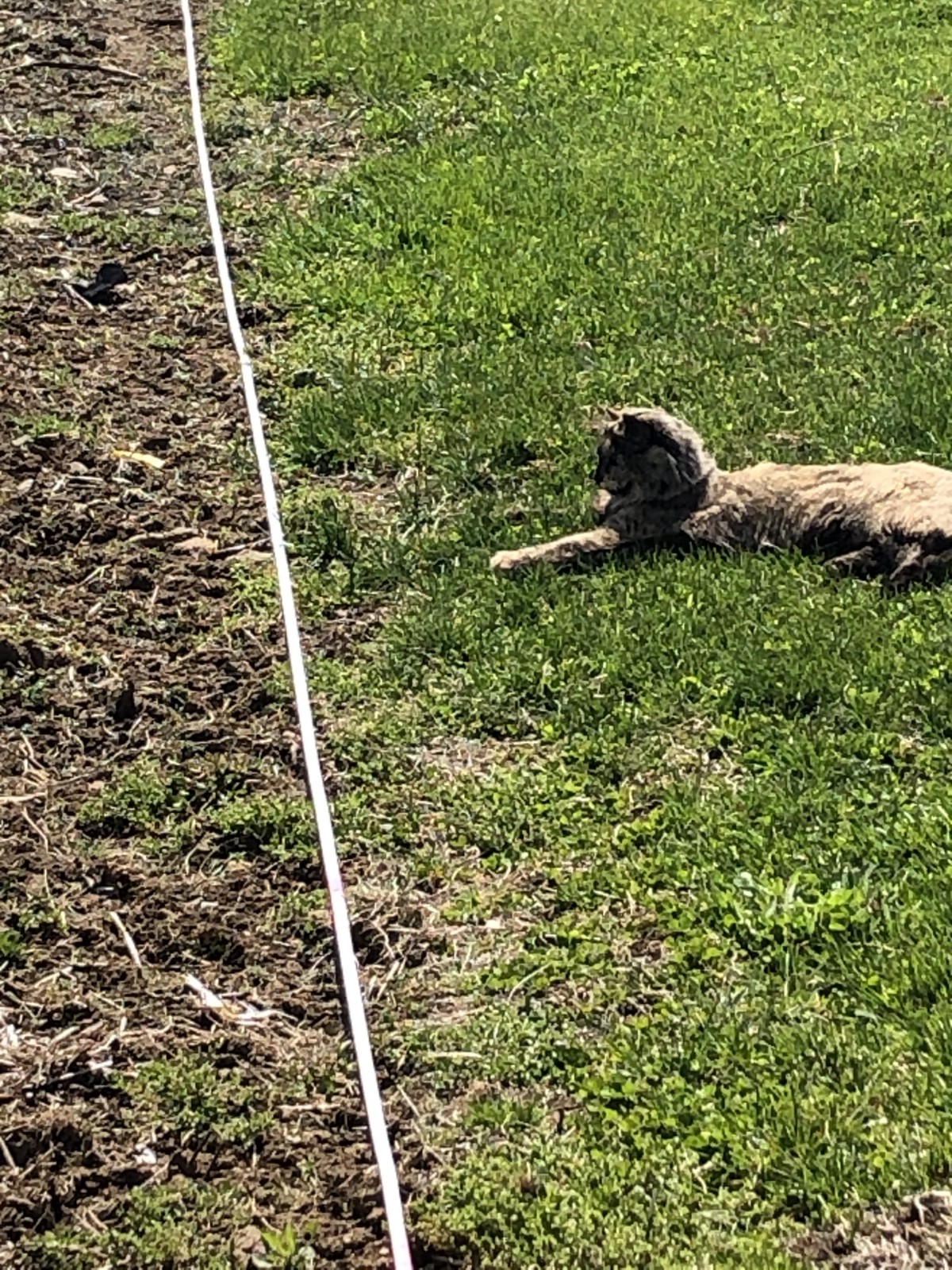 Cat in garden playing with measuring tape