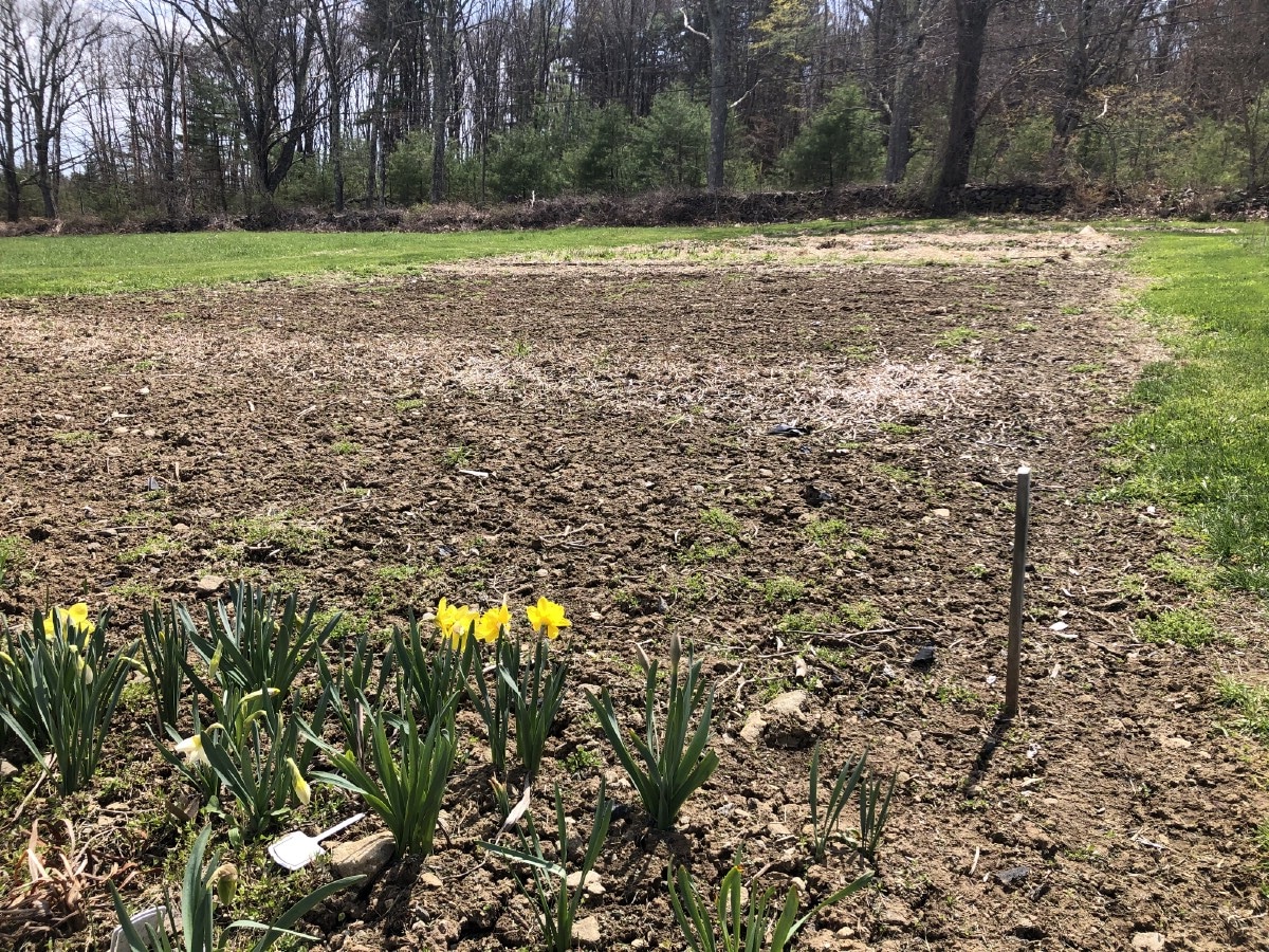 tulips in bare spring garden