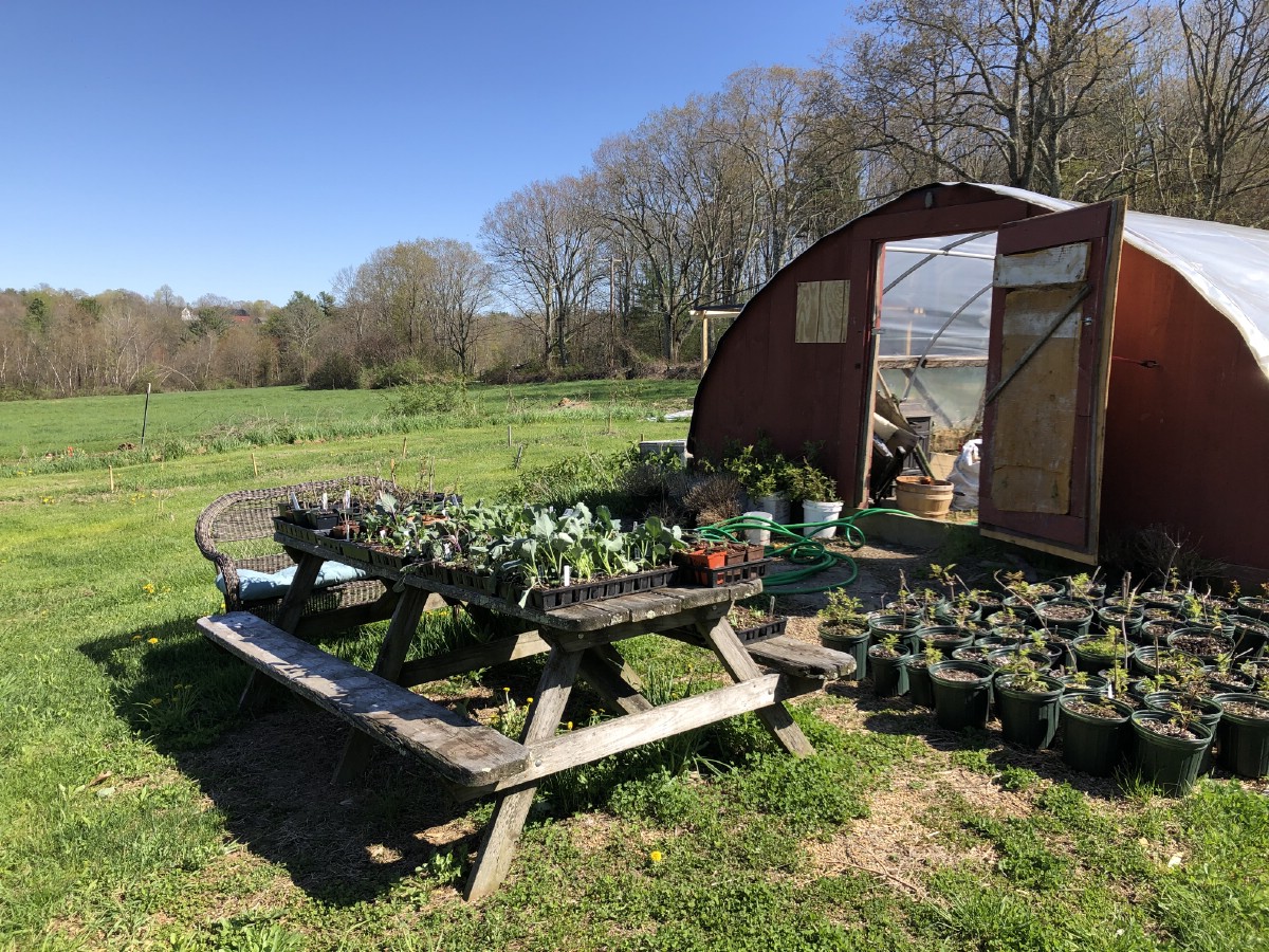 Plants hardening off at greenhouse