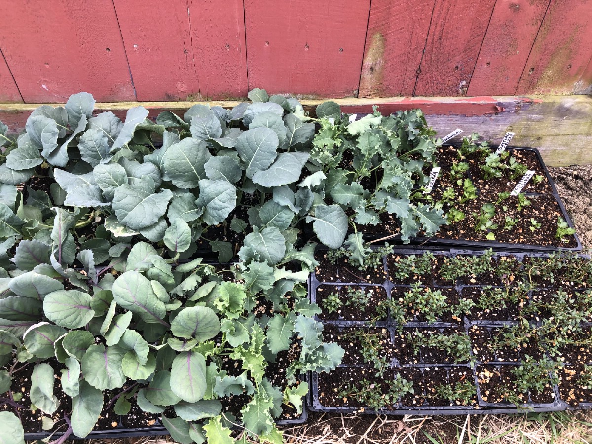 garden transplants in the shade