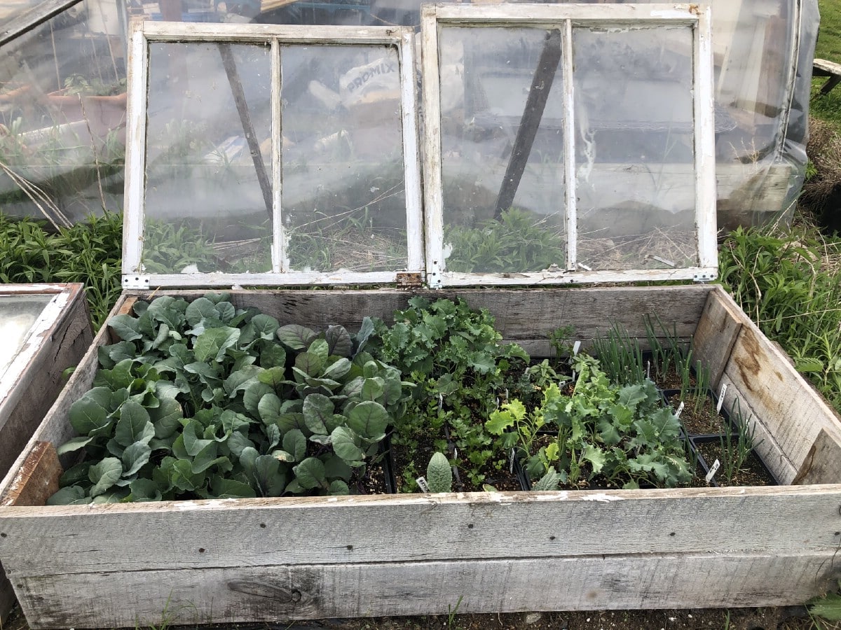 cold frame from old windows